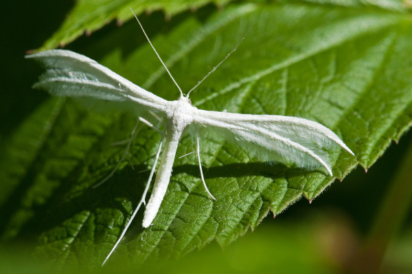 Pt&eacute;rophore blanc (Pterophorus pentadactyla) &copy; Jean-Jacques Carlier